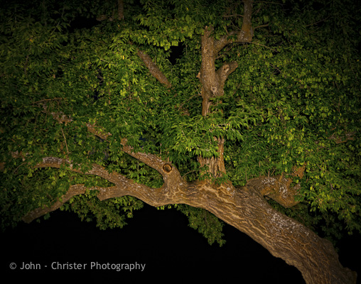 Tree at Night, 1